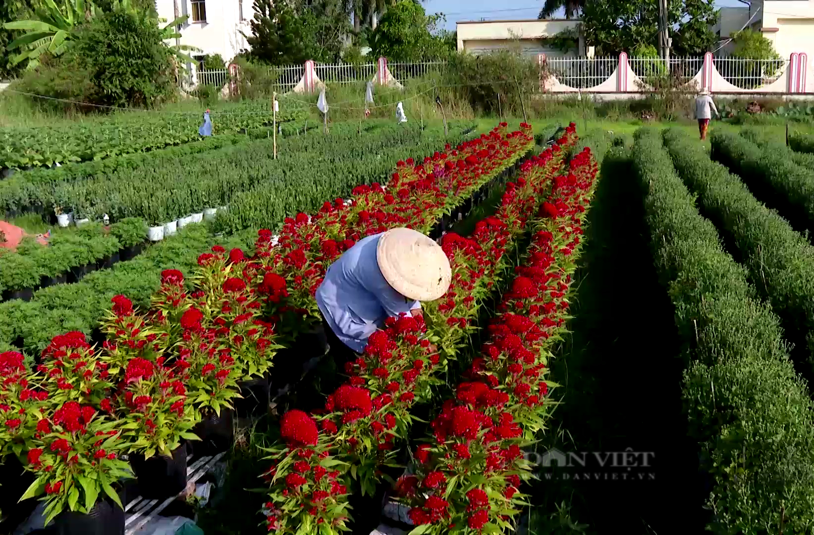 Khan hàng, giá hoa Tết bật cao giờ cuối - Ảnh 4.