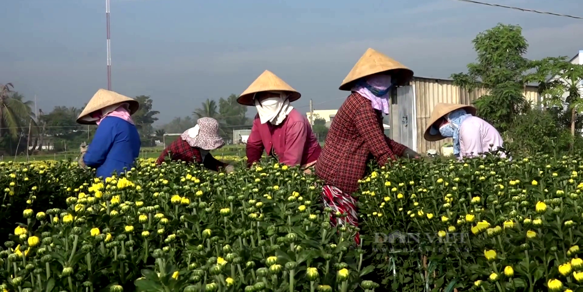 Khan hàng, giá hoa Tết bật cao giờ cuối - Ảnh 1.