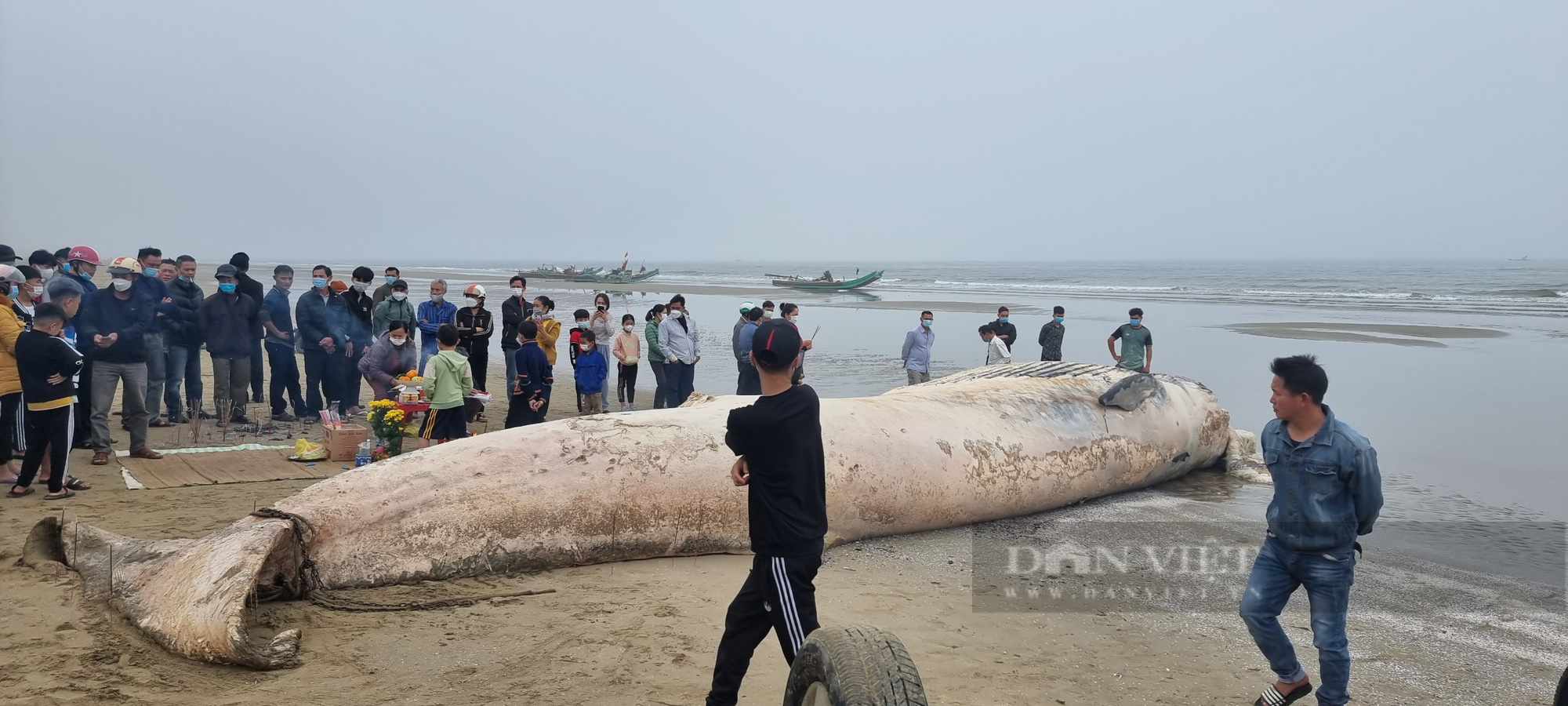 Thanh Hóa: Phát hiện xác cá voi khủng trôi dạt vào bờ biển - Ảnh 2.
