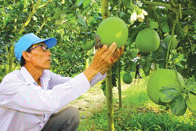 Trái cây độc lạ chơi Tết: Ghép quýt hồng Lai Vung lên cây bưởi - Ảnh 1.
