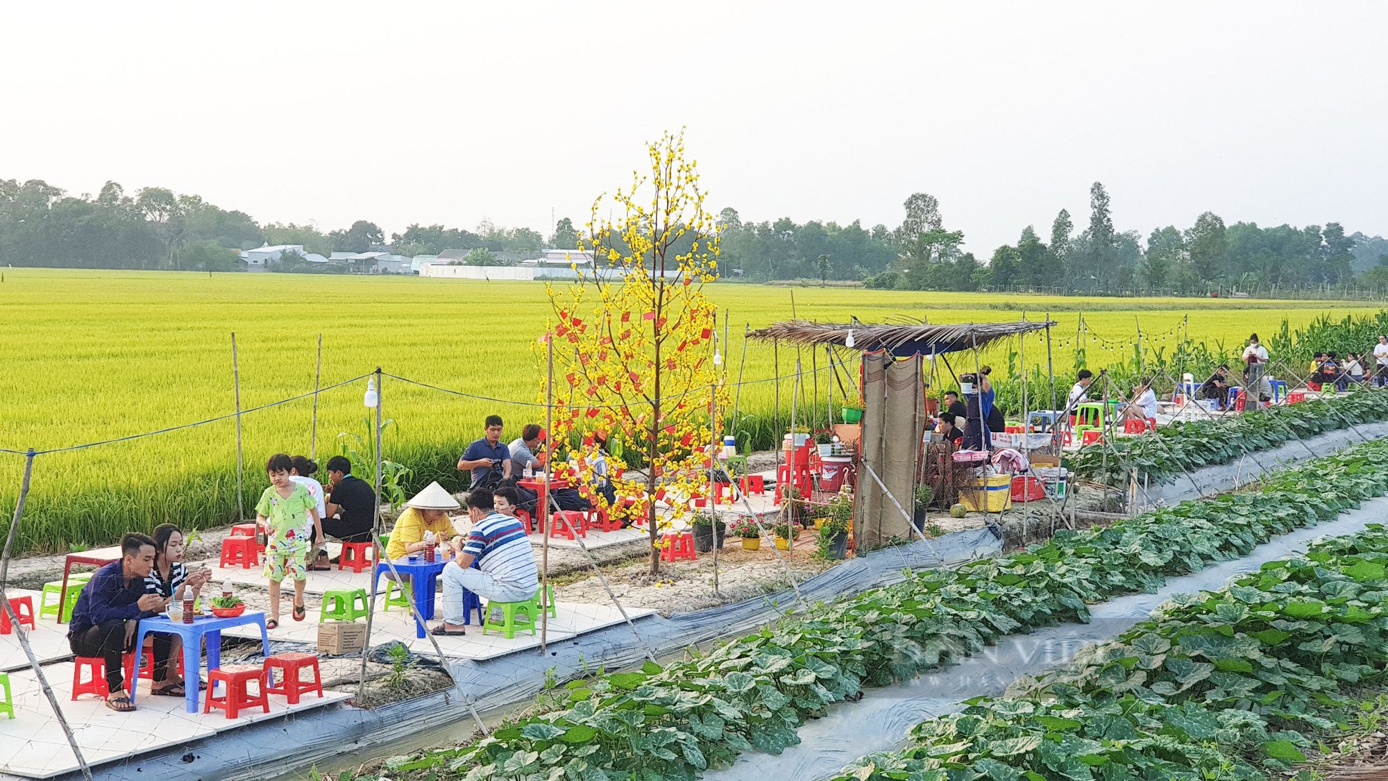 Quán ăn giữa ruộng ở Cần Thơ bất ngờ thu hút cả trăm người dân đến ăn, chụp ảnh mỗi ngày - Ảnh 2.