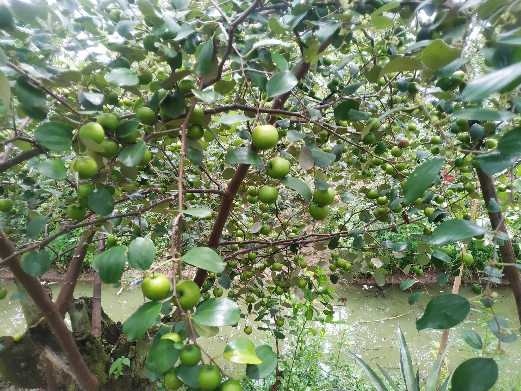 Cù lao Ông Hổ, điểm du lịch sinh thái kết hợp về nguồn đặc sắc - Ảnh 8.