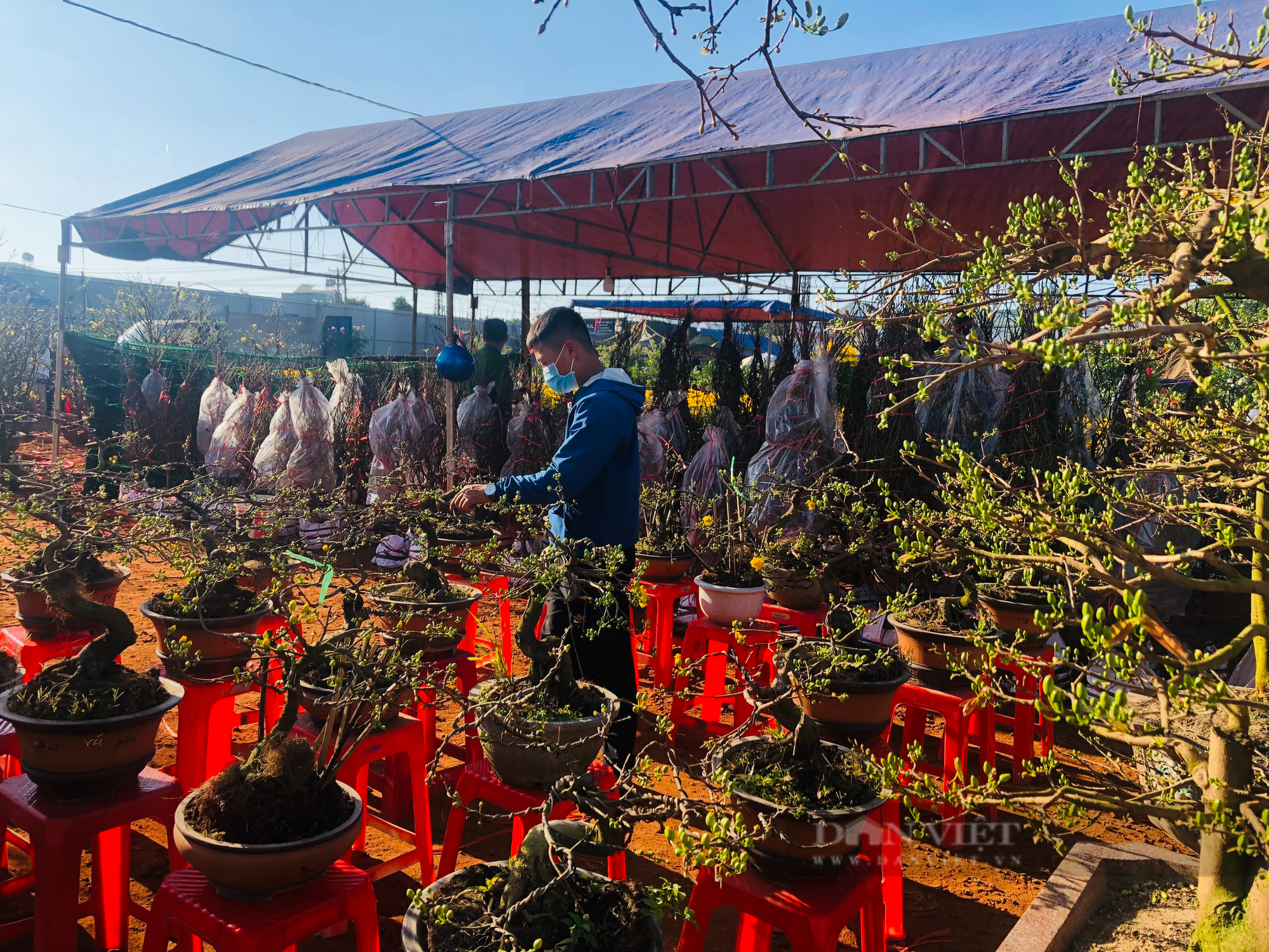 Chợ hoa Gia Lai 27 tết: Lượng hàng giảm mạnh nhiều tiểu thương vẫn sợ ế hàng - Ảnh 5.