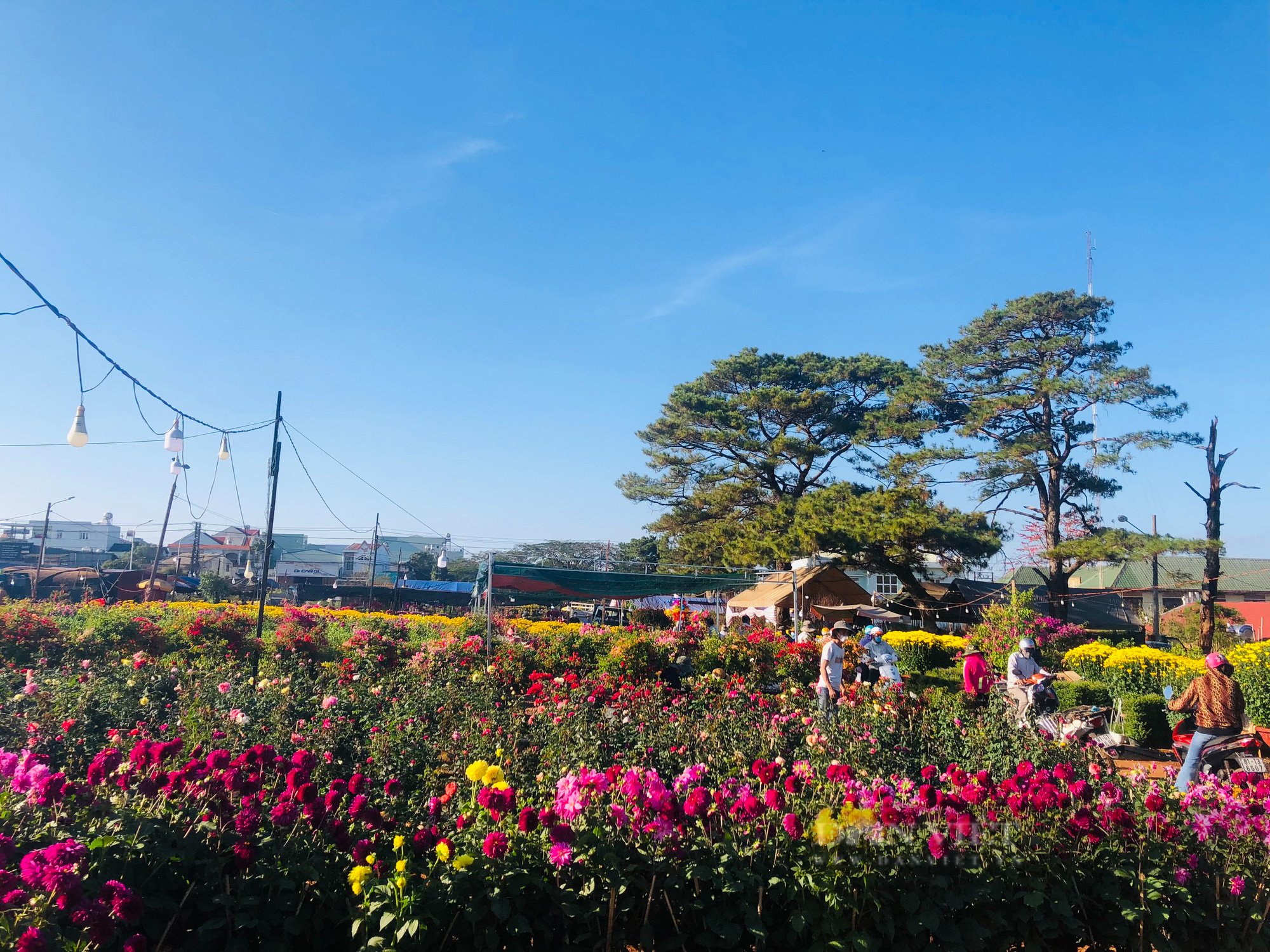Chợ hoa Gia Lai 27 tết: Lượng hàng giảm mạnh nhiều tiểu thương vẫn sợ ế hàng - Ảnh 1.