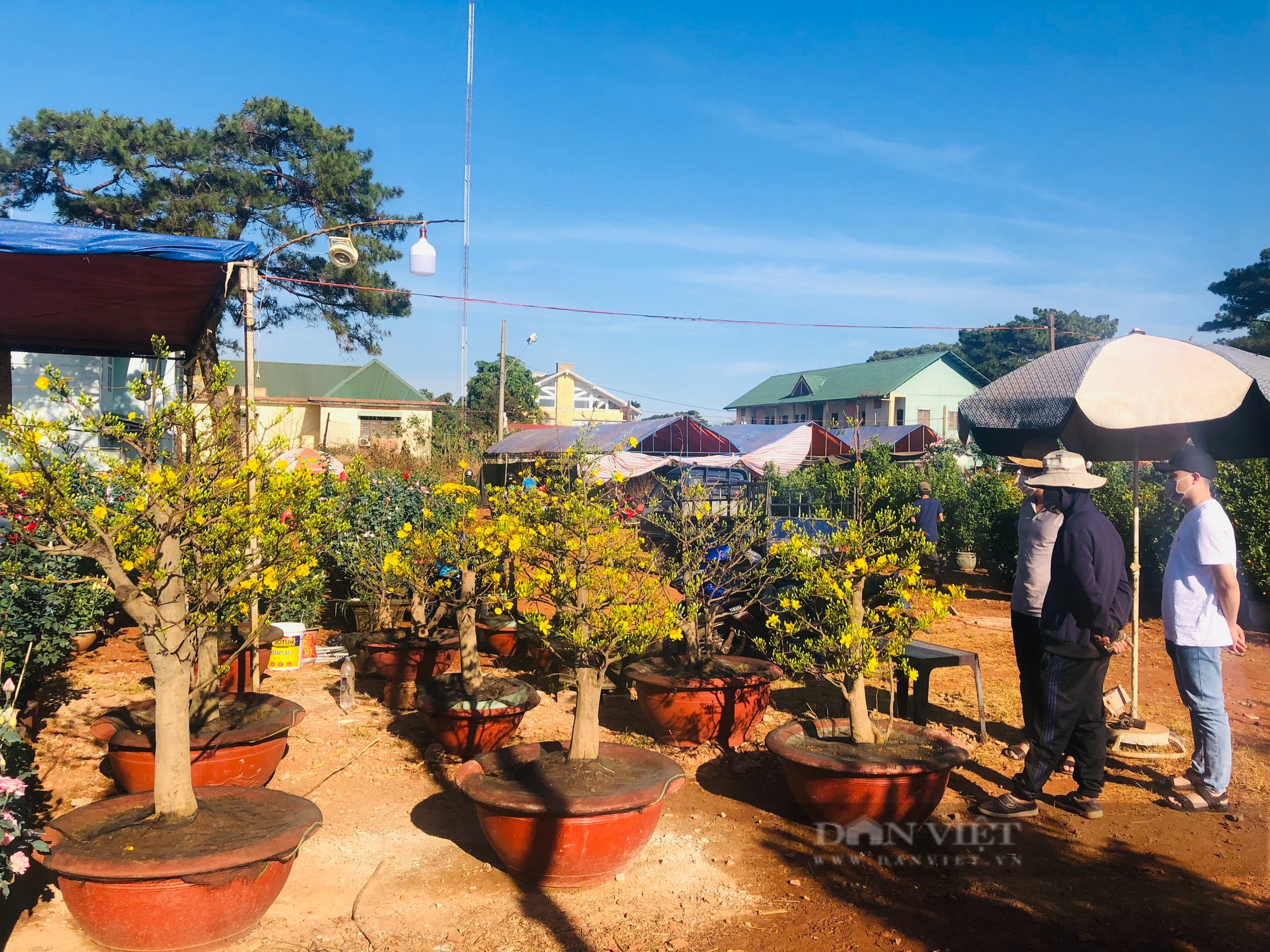 Chợ hoa Gia Lai 27 tết: Lượng hàng giảm mạnh nhiều tiểu thương vẫn sợ ế hàng - Ảnh 4.