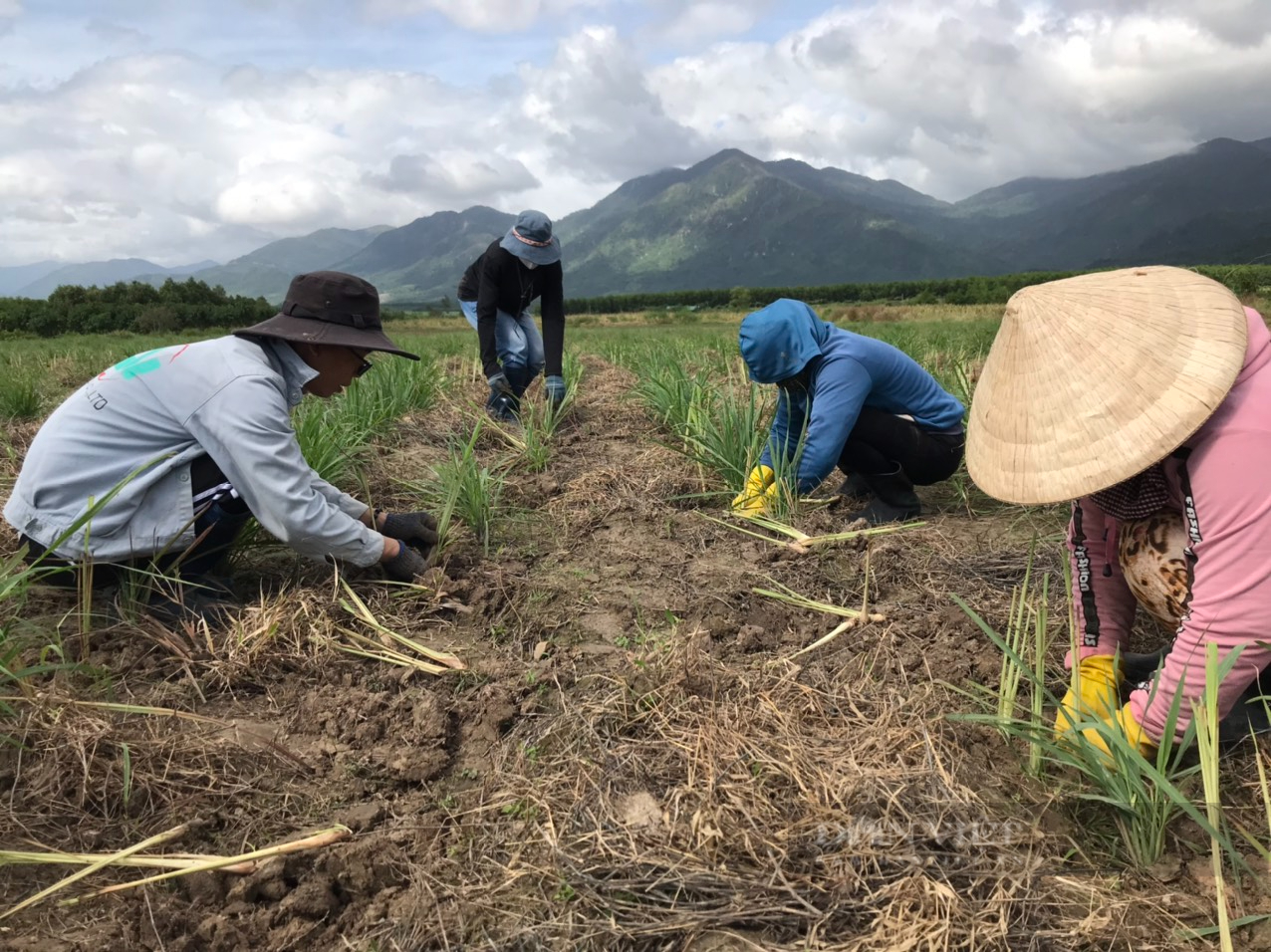 Khánh Hòa: Nhóm trẻ 9X làm mô hình The Moshav Farm doanh thu khoảng 800 triệu đồng/tháng - Ảnh 3.