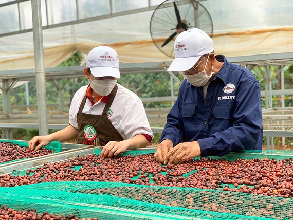 Tây Nguyên: Nông sản được giá, nông dân ăn tết lớn - Ảnh 1.