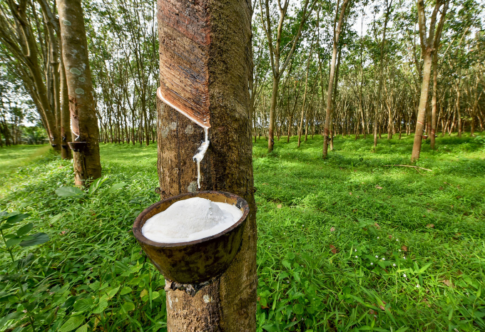 Ngoài Trung Quốc, cao su Việt Nam còn bán được cho ai? - Ảnh 1. Ngoài Trung Quốc, cao su Việt Nam còn bán được cho ai? - Ảnh 1.