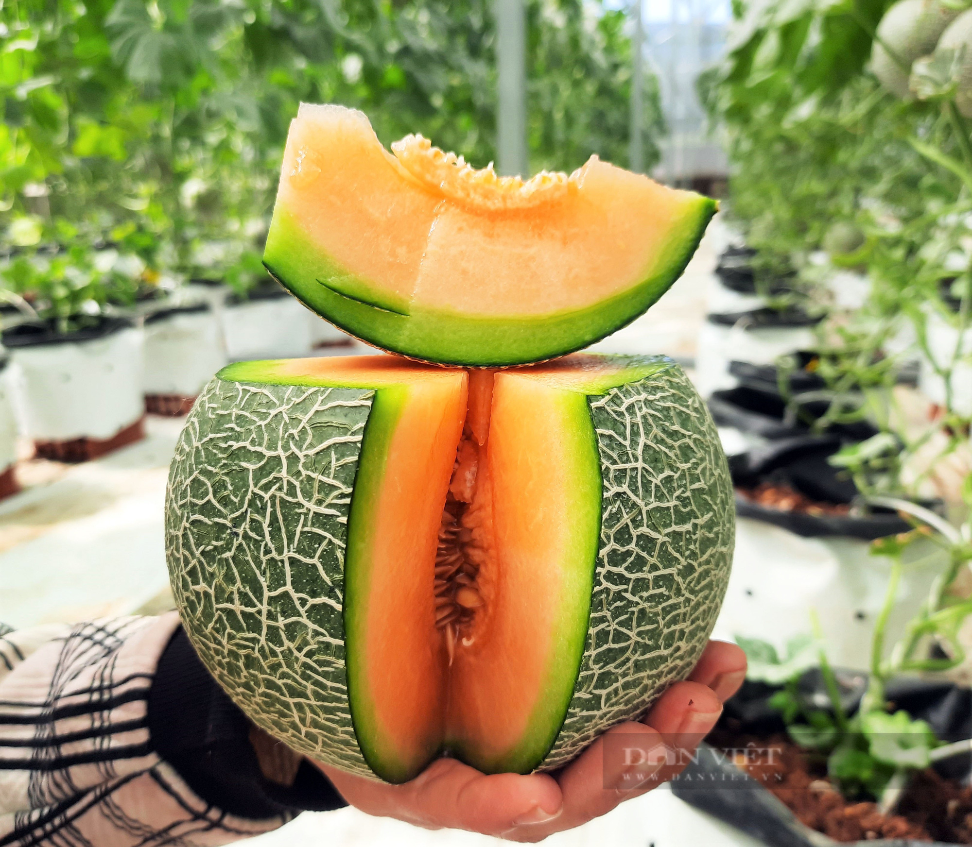 Cận Tết, về Bạc Liêu &quot;sống ảo&quot; trong vườn dưa lưới đẹp như mơ của Hội Nông dân - Ảnh 8.