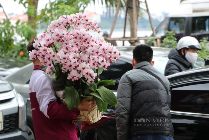 Hà Nội: Đào rừng giá tiền triệu hạ giá &quot;sốc&quot; xuống 50.000 đồng ngày cuối cùng của năm  - Ảnh 6.