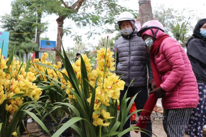 Hà Nội: Đào rừng giá tiền triệu hạ giá &quot;sốc&quot; xuống 50.000 đồng ngày cuối cùng của năm  - Ảnh 9.