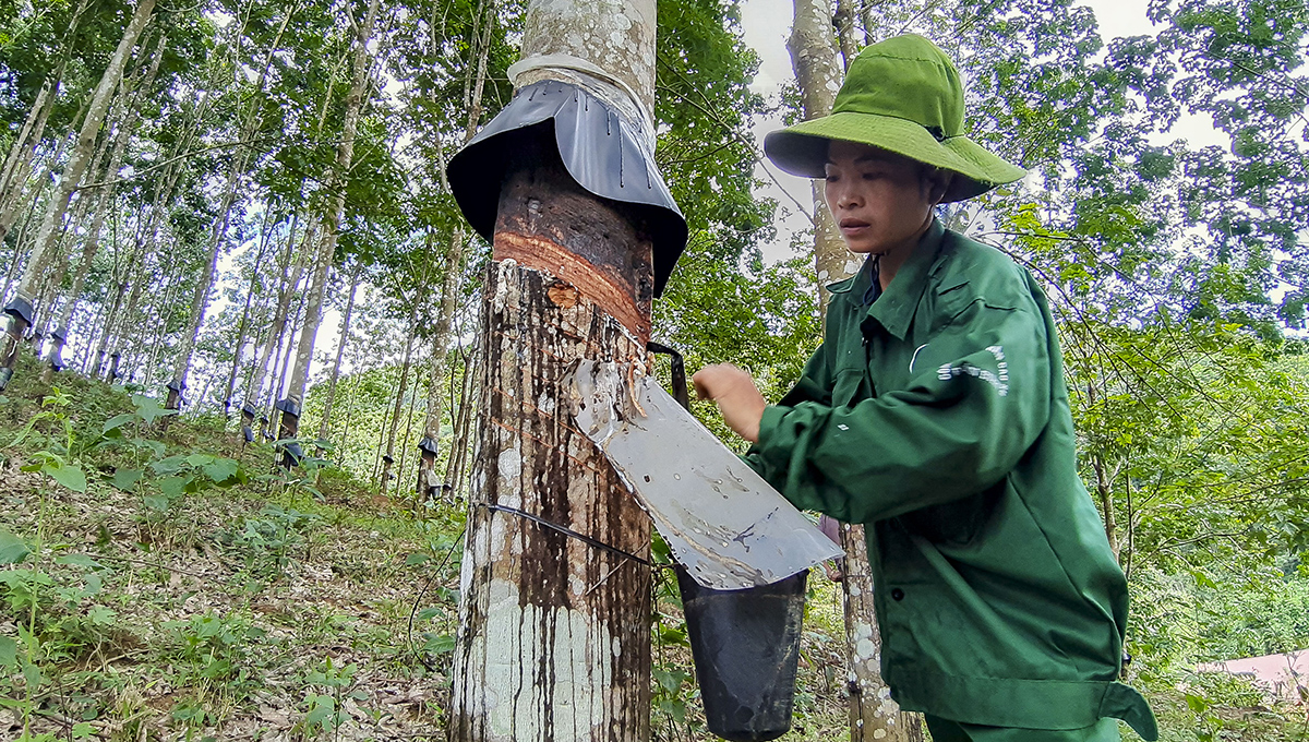 Động lực vô cùng lớn thúc đẩy xuất khẩu cao su và sản phẩm cao su của Việt Nam từ EVFTA - Ảnh 2.