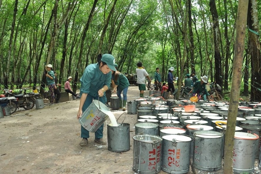 Động lực vô cùng lớn thúc đẩy xuất khẩu cao su và sản phẩm cao su của Việt Nam từ EVFTA - Ảnh 3.