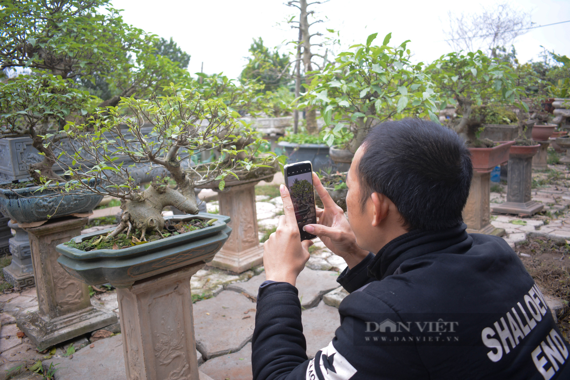 &quot;Luyện&quot; cây da trắng, quả đỏ thành cây cảnh bonsai độc lạ, trai 9X xứ nhãn kiếm đều chục triệu/tháng - Ảnh 4.
