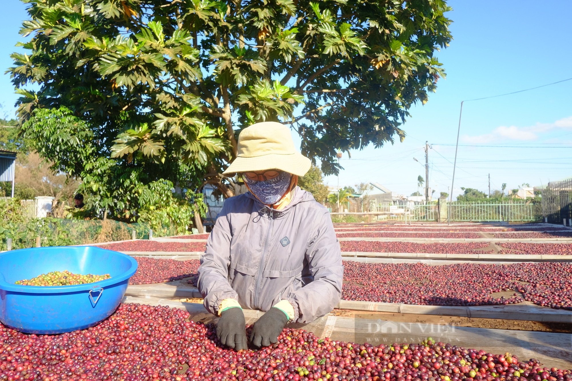 Một thị trường &quot;khó tính&quot; đột nhiên mua rất nhiều loại hạt của Việt Nam - Ảnh 1.