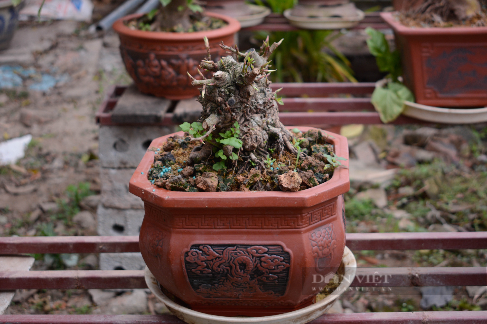 &quot;Luyện&quot; cây da trắng, quả đỏ thành cây cảnh bonsai độc lạ, trai 9X xứ nhãn kiếm đều chục triệu/tháng - Ảnh 5.