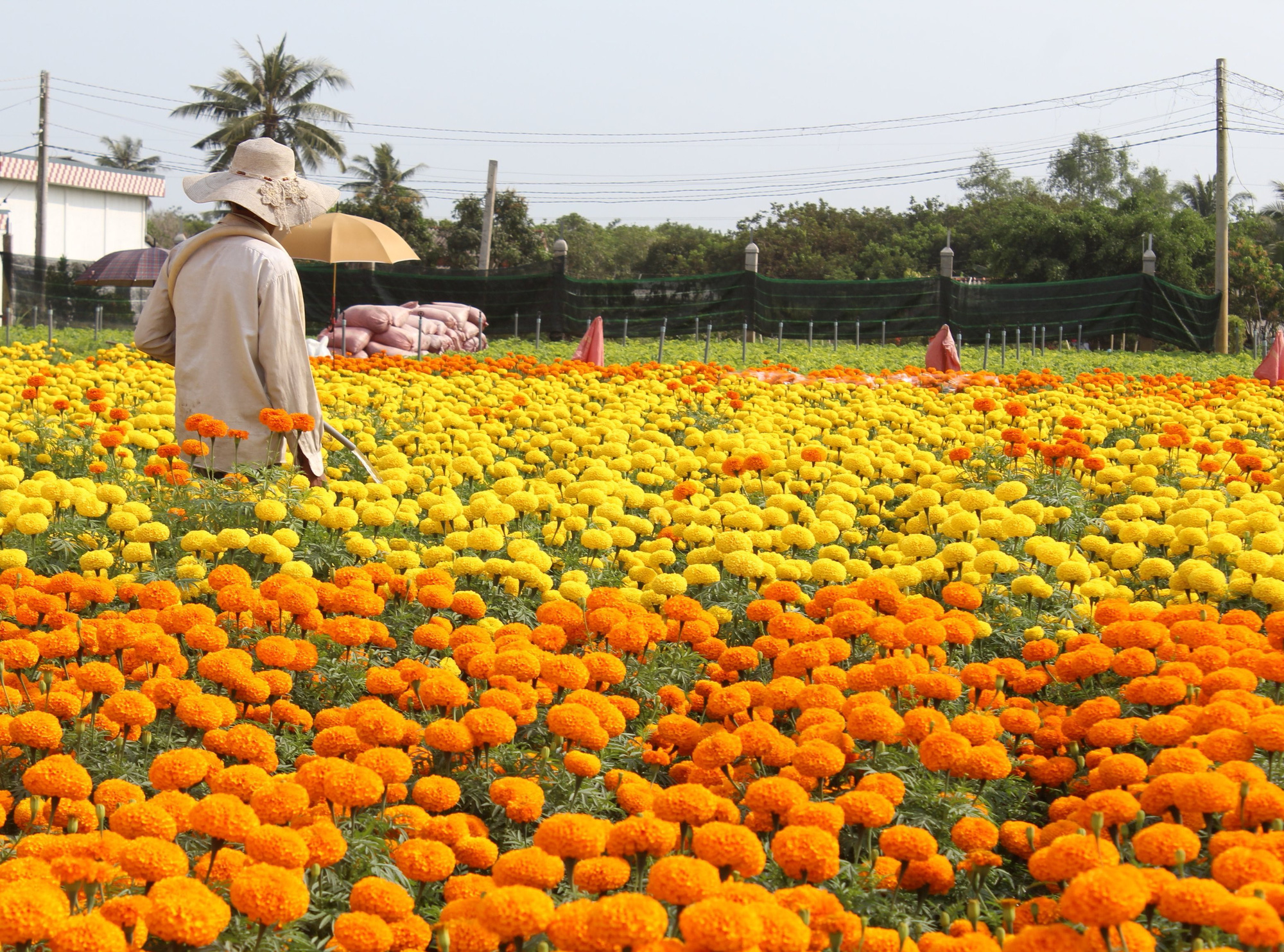 Hoa kiểng miền Tây được bán qua mạng, nông dân đỡ lo đầu ra - Ảnh 3.