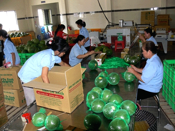 Sắp xuất khẩu bưởi sang Mỹ - Ảnh 1.