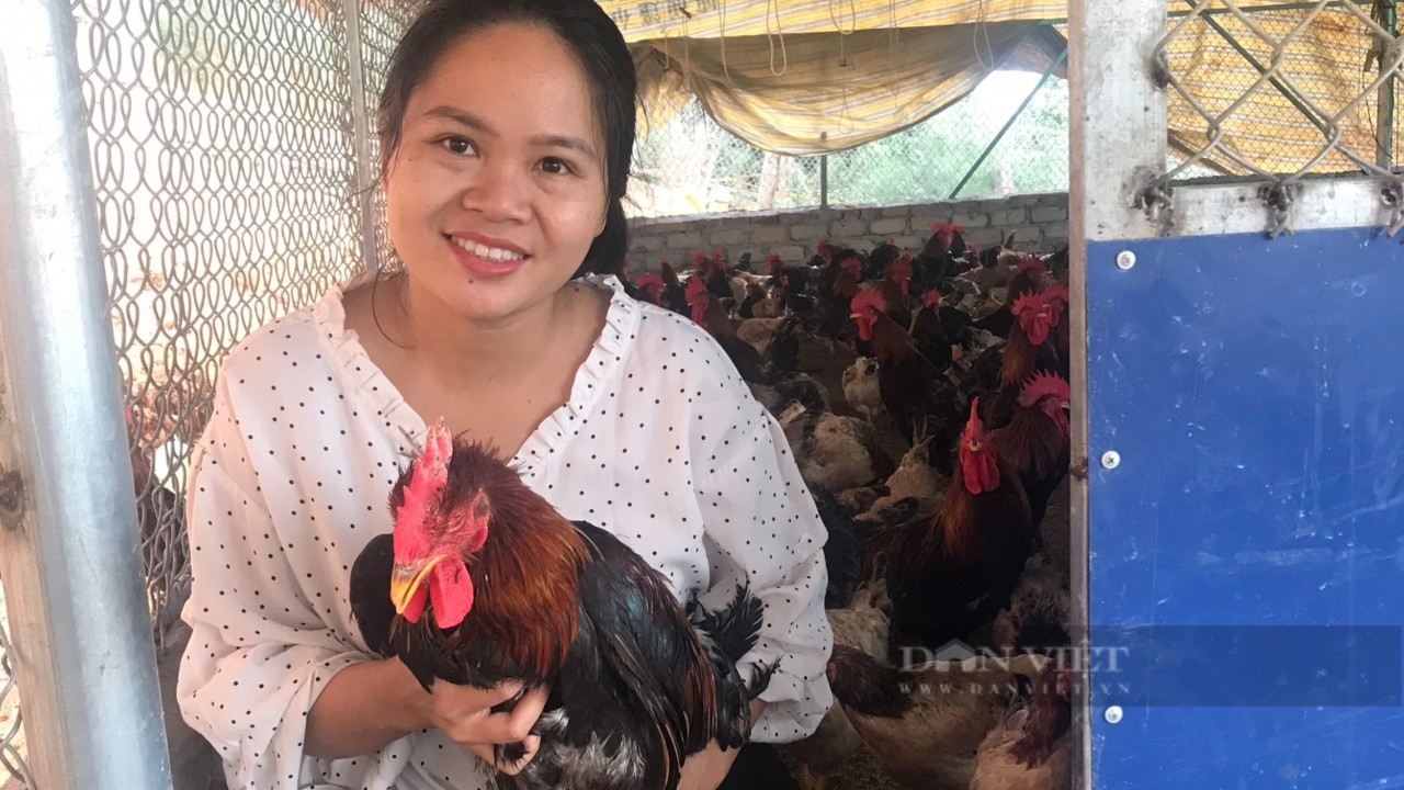Hải Phòng:  Bỏ phố về quê nuôi gà đặc sản thả khắp trên đồi, con nào con nấy chắc nịch, ai ăn cũng mê - Ảnh 2.