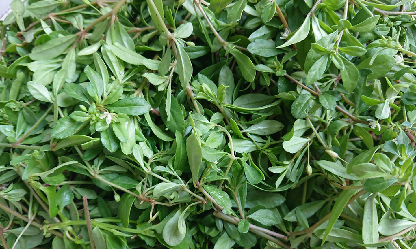 Chợt thèm rau đắng nấu canh - Ảnh 2.