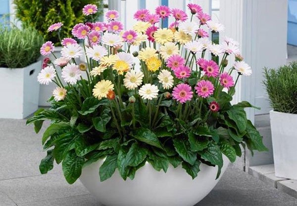 12 loài cây cảnh mang tài lộc vào nhà ngày Tết - Ảnh 11.