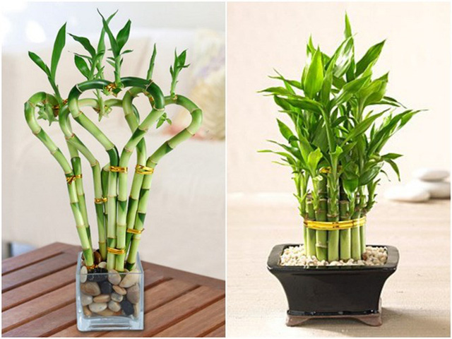 12 loài cây cảnh mang tài lộc vào nhà ngày Tết - Ảnh 6.
