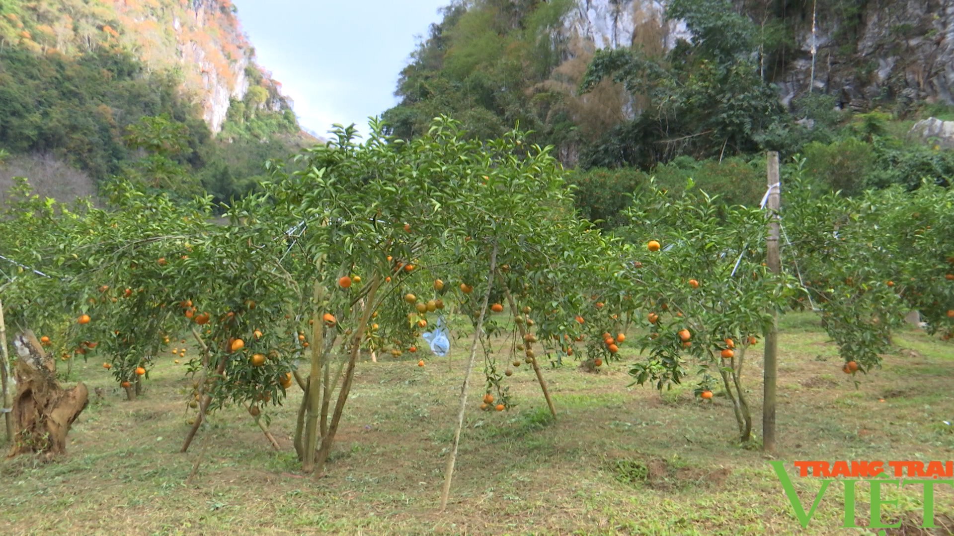 Sơn La: Nông dân phất lên như diều gặp gió từ quả "có múi mini" - Ảnh 1. Sơn La: Nông dân phất lên như diều gặp gió từ quả "có múi mini" - Ảnh 1.