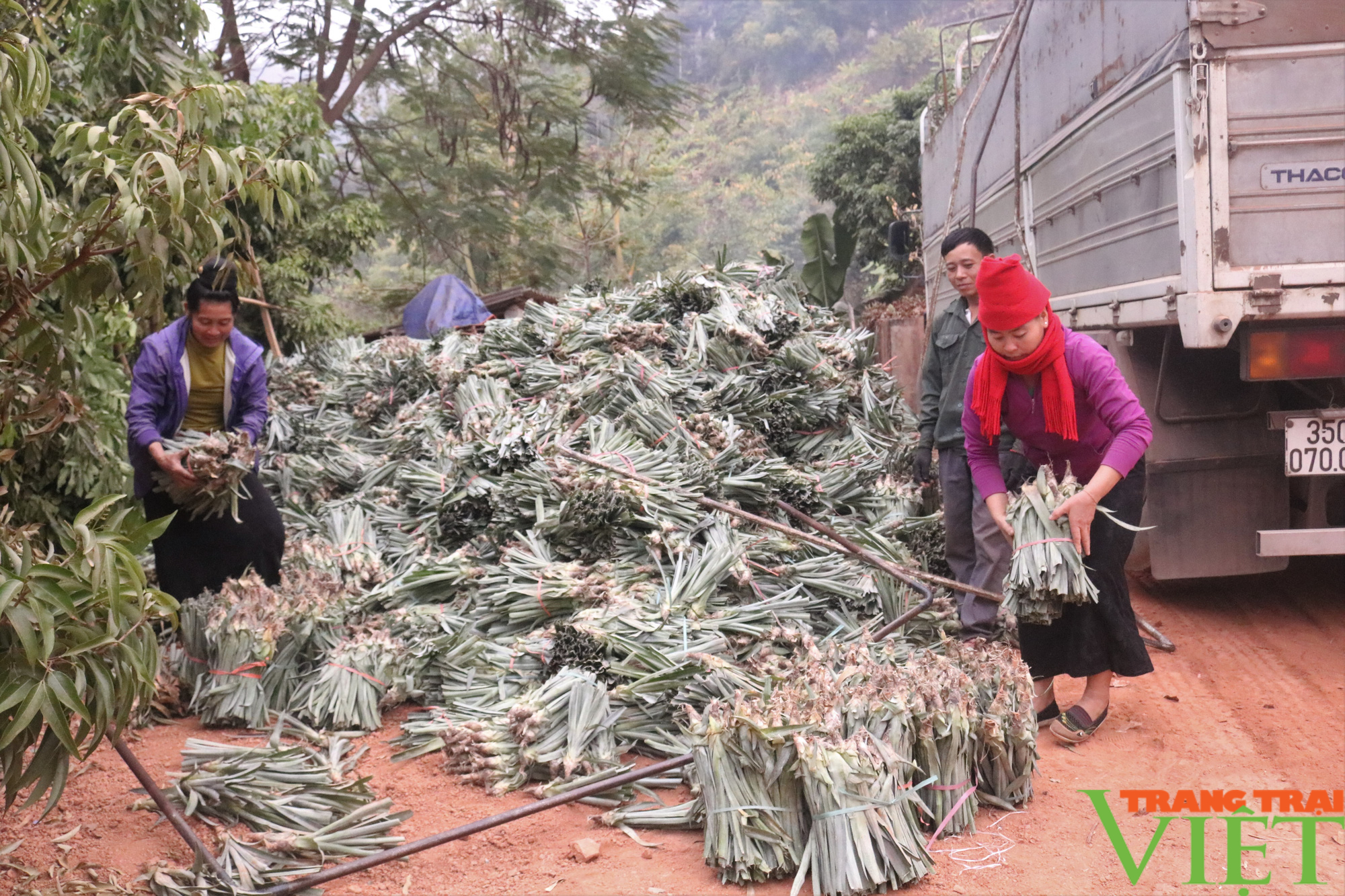 Nông thôn Tây Bắc: Nông nghiệp Quỳnh Nhai nỗ lực vượt khó - Ảnh 5.