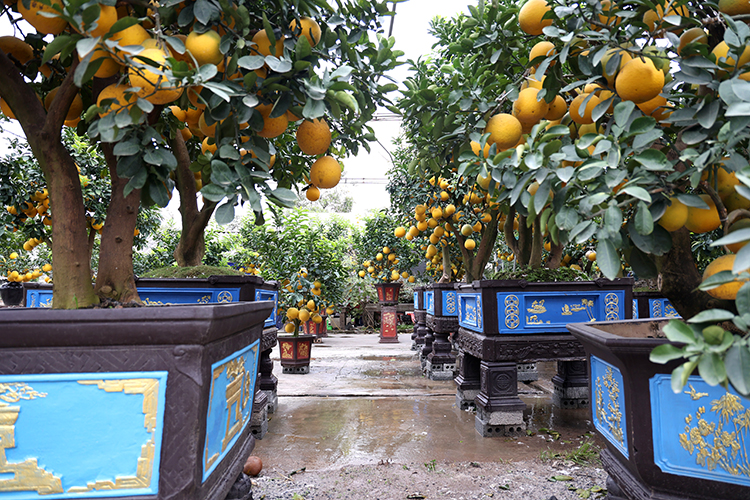 Vườn bưởi cảnh cổ thụ tiền tỷ chờ bán tết  - Ảnh 1.