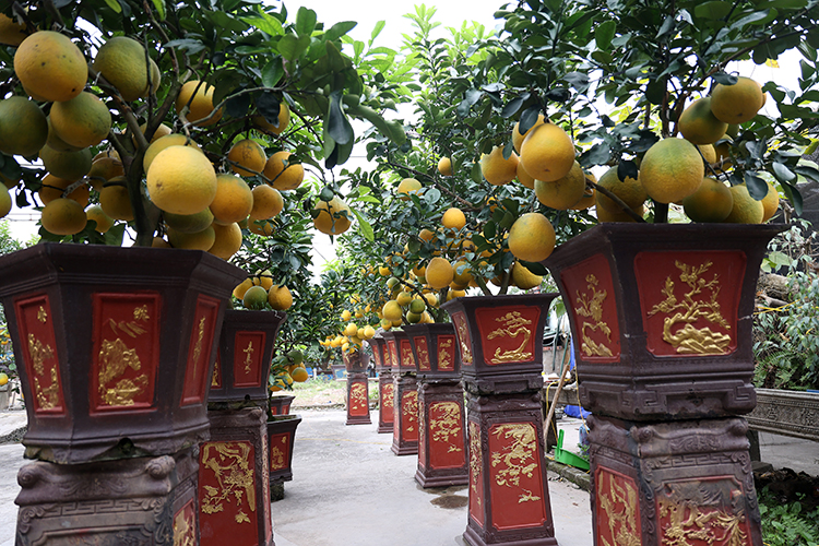 Vườn bưởi cảnh cổ thụ tiền tỷ chờ bán tết  - Ảnh 11.