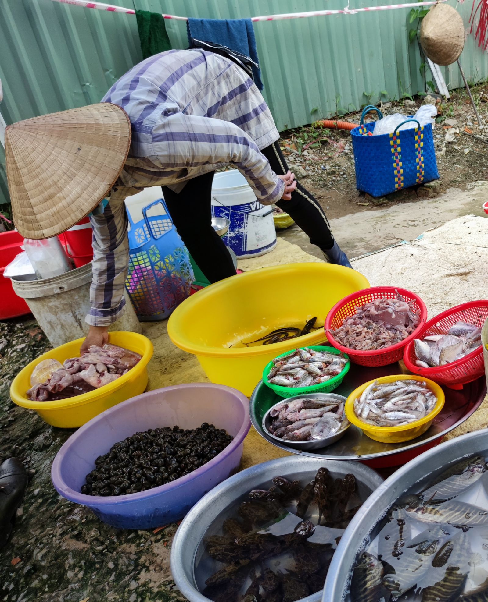 Giá ốc bươu đen và ốc lác tăng trở lại, cao nhất 7 tháng qua, nông dân phấn khởi - Ảnh 1.