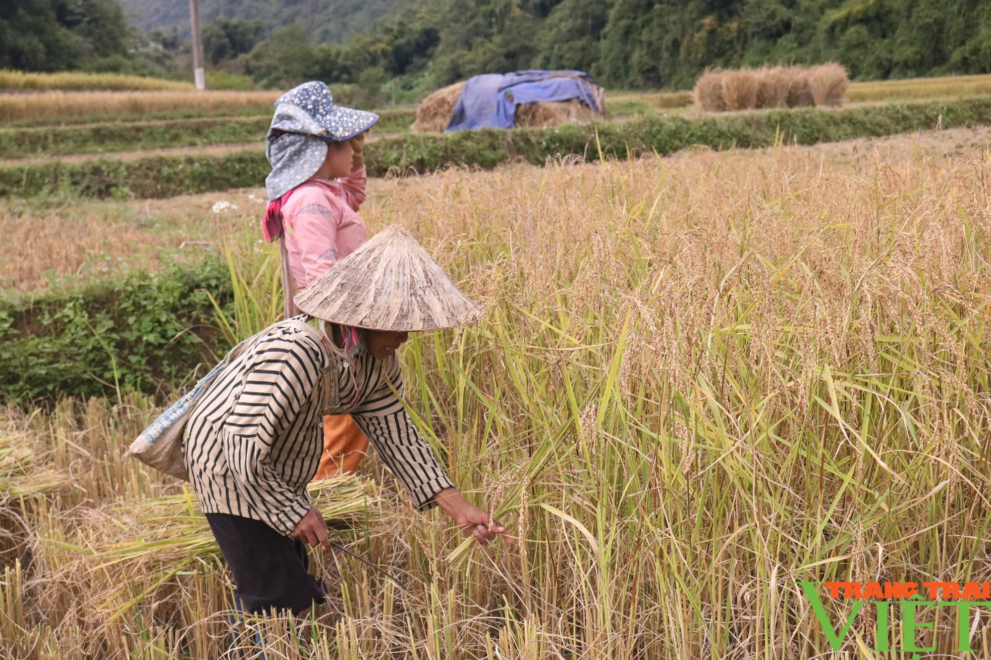 Nông thôn Tây Bắc: Nông nghiệp Quỳnh Nhai nỗ lực vượt khó - Ảnh 1.