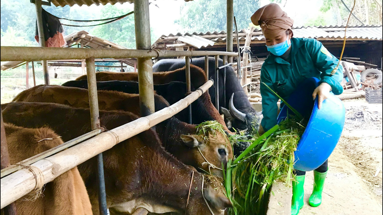 Người phụ nữ Thái làm giàu từ mô hình nuôi trâu, bò vỗ béo - Ảnh 3.