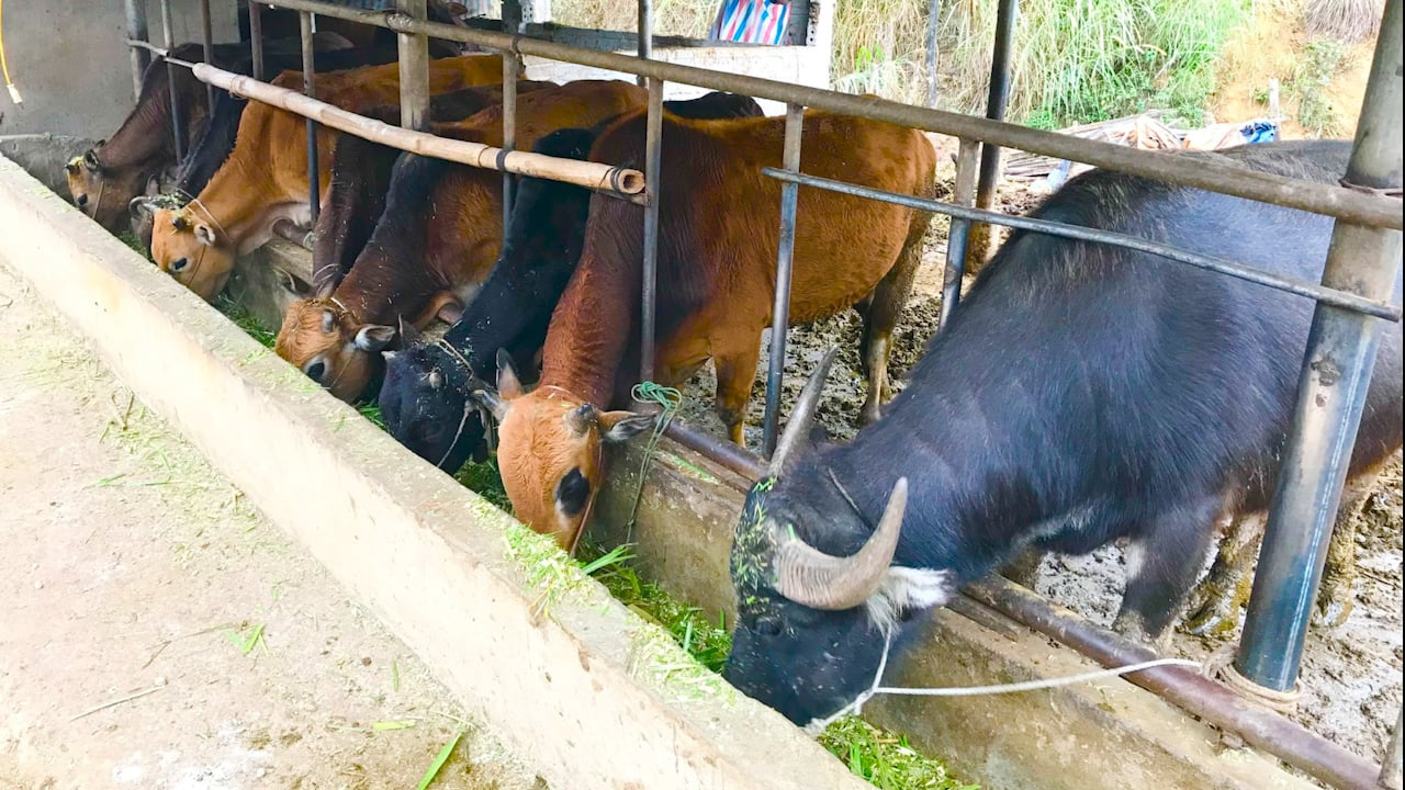 Người phụ nữ Thái làm giàu từ mô hình nuôi trâu, bò vỗ béo - Ảnh 1.