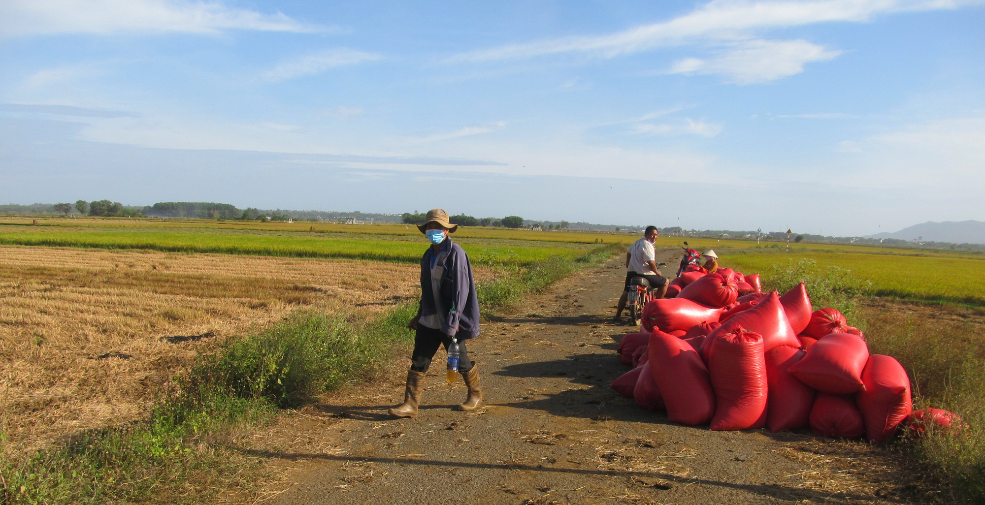 Bà Rịa – Vũng Tàu: Trồng 20ha lúa, cặm cụi làm tưởng có tiền tiêu Tết ngờ đâu lỗ 100 triệu - Ảnh 4.