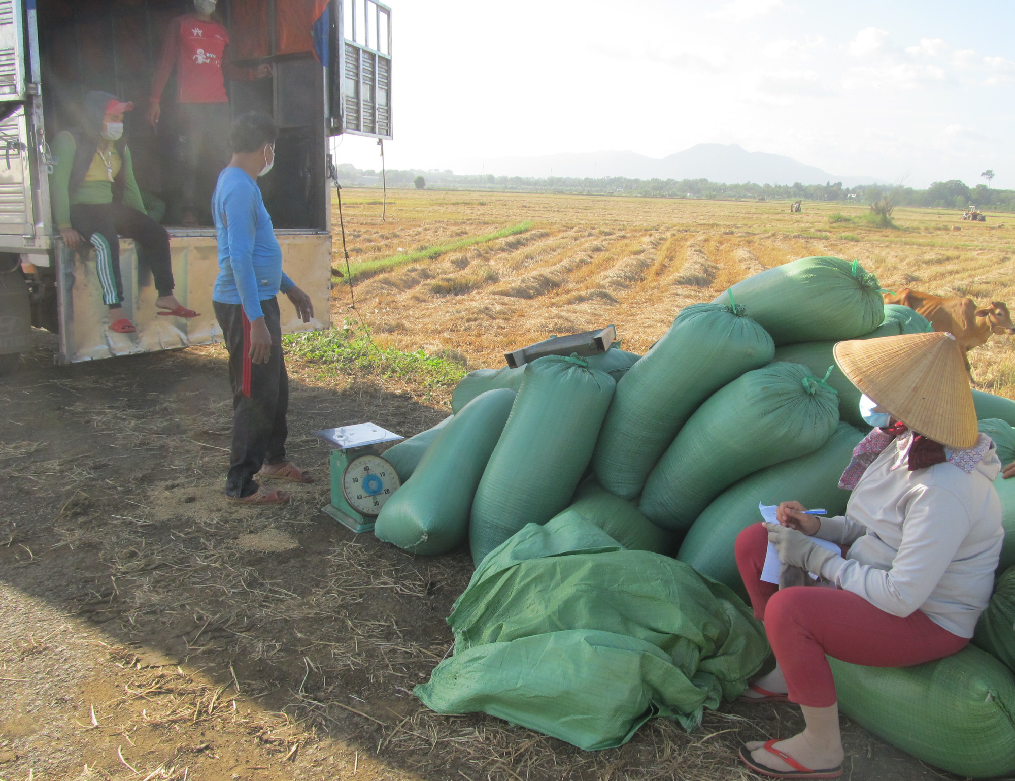 Bà Rịa – Vũng Tàu: Trồng 20ha lúa, cặm cụi làm tưởng có tiền tiêu Tết ngờ đâu lỗ 100 triệu - Ảnh 2.