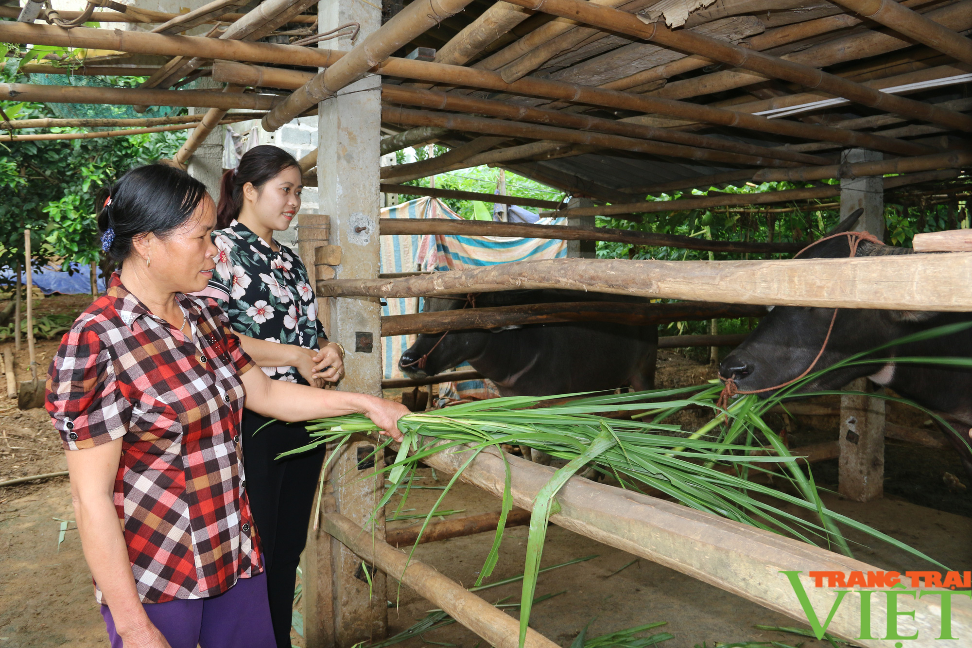 Hội Nông dân Hoà Bình: Trao cần câu cho hội viết phát triển kinh tế - Ảnh 1.