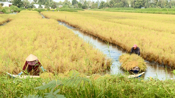 Kiên Giang: Vùng đất dưới nước tôm bơi, trên lúa trĩu bông nặng hạt, dân bán tôm, bán gạo ai cũng muốn mua - Ảnh 1.
