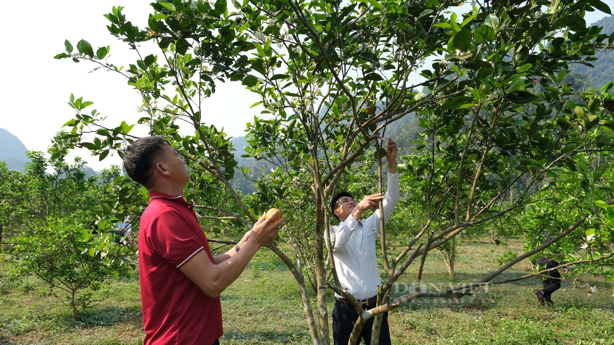 Lên Lai Châu xem bà con trồng cây ăn quả sản xuất hàng hoá - Ảnh 2.