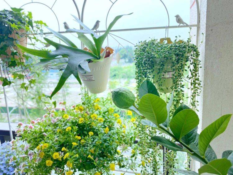 Trồng 3 loại cây cảnh quả đỏ mọng này ở ban công, hàng năm rước lộc vào nhà - Ảnh 2.