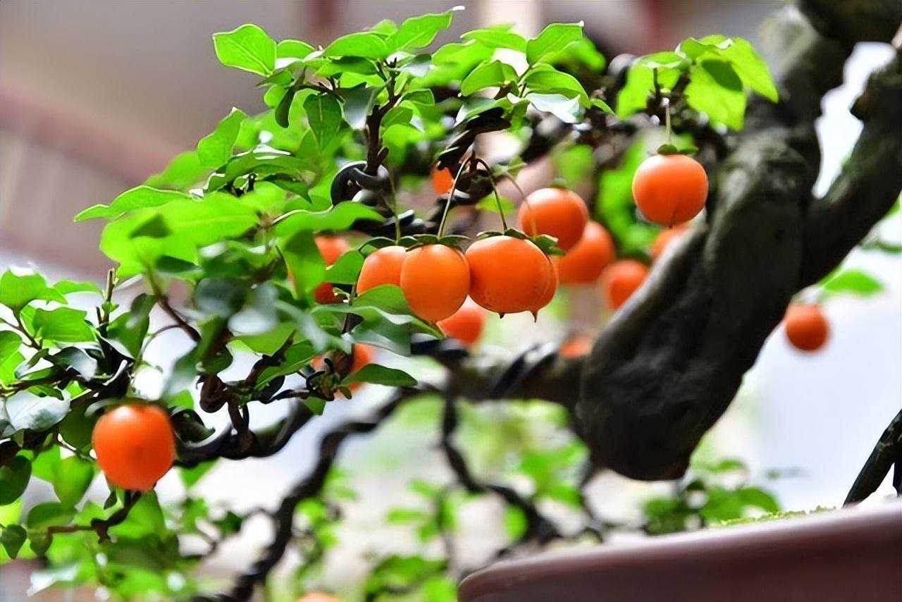 Trồng 3 loại cây cảnh quả đỏ mọng này ở ban công, hàng năm rước lộc vào nhà - Ảnh 13.