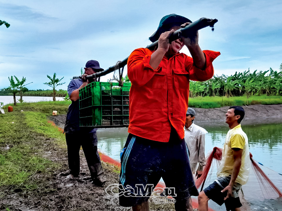 Thăng trầm cá bổi U Minh - Ảnh 2.