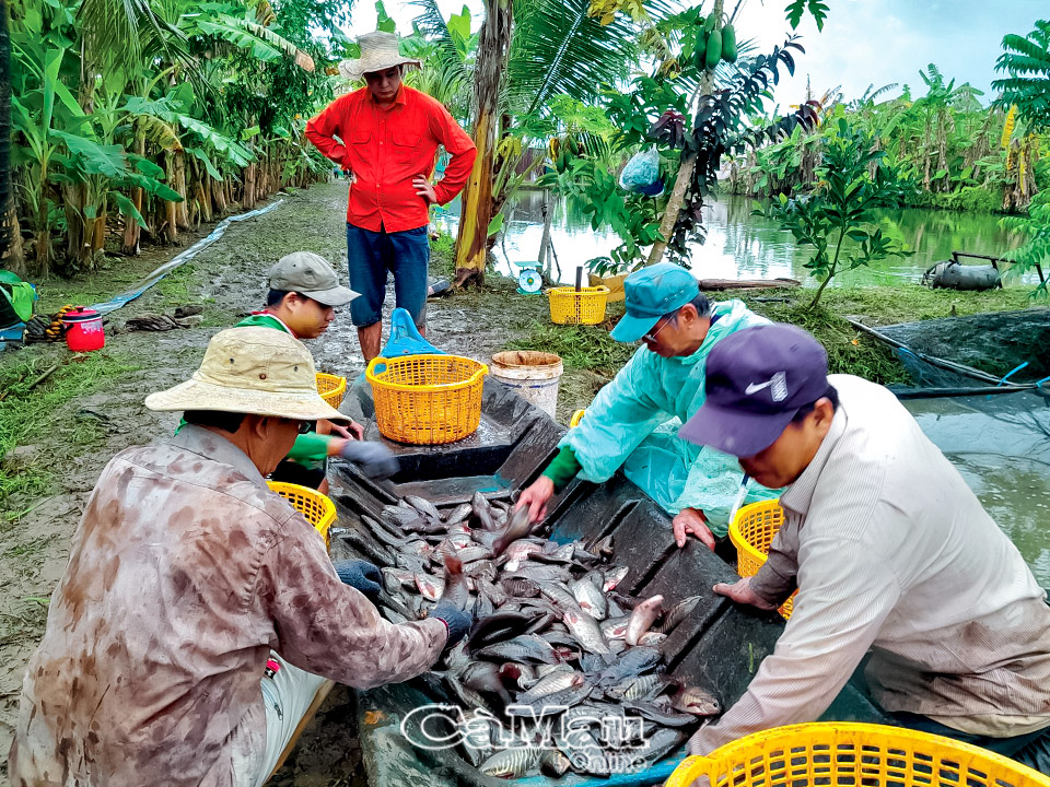 Thăng trầm cá bổi U Minh - Ảnh 3.