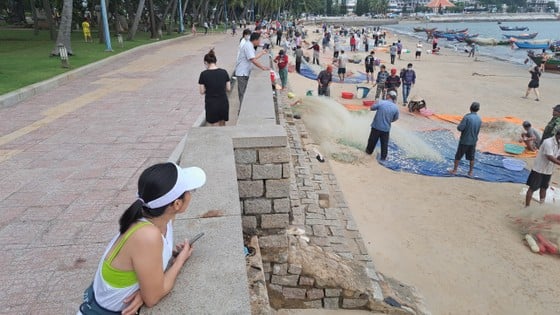 Ngư dân Vũng Tàu trúng đậm mùa cá mai - Ảnh 8. Ngư dân Vũng Tàu trúng đậm mùa cá mai - Ảnh 8.