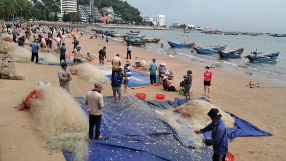 Ngư dân Vũng Tàu trúng đậm mùa cá mai - Ảnh 2. Ngư dân Vũng Tàu trúng đậm mùa cá mai - Ảnh 2.