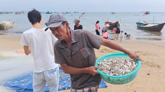 Ngư dân Vũng Tàu trúng đậm mùa cá mai - Ảnh 5. Ngư dân Vũng Tàu trúng đậm mùa cá mai - Ảnh 5.