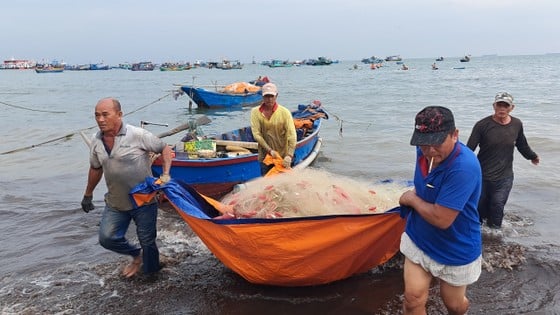 Ngư dân Vũng Tàu trúng đậm mùa cá mai - Ảnh 1. Ngư dân Vũng Tàu trúng đậm mùa cá mai - Ảnh 1.