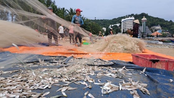 Ngư dân Vũng Tàu trúng đậm mùa cá mai - Ảnh 3. Ngư dân Vũng Tàu trúng đậm mùa cá mai - Ảnh 3.