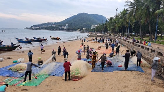 Ngư dân Vũng Tàu trúng đậm mùa cá mai - Ảnh 7. Ngư dân Vũng Tàu trúng đậm mùa cá mai - Ảnh 7.