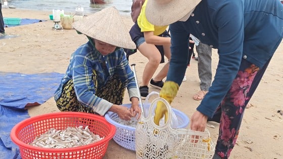 Ngư dân Vũng Tàu trúng đậm mùa cá mai - Ảnh 6. Ngư dân Vũng Tàu trúng đậm mùa cá mai - Ảnh 6.